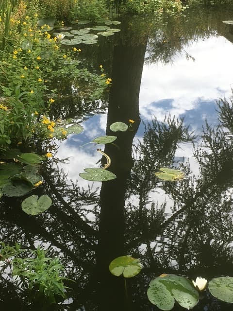 Stille vand med åkander